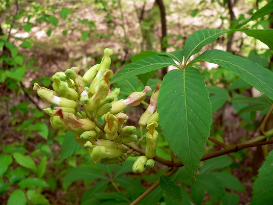 {Aesculus sylvatica}